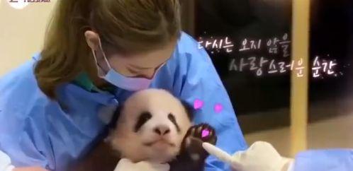熊猫小贝爆料视频大全,视频大全精彩瞬间回顾